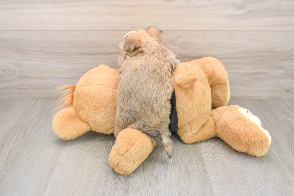 Morkie Pup Being Cute