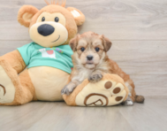 7 week old Morkie Puppy For Sale - Florida Fur Babies