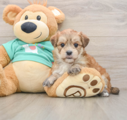 7 week old Morkie Puppy For Sale - Florida Fur Babies