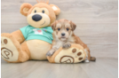 Hypoallergenic Yortese Designer Puppy
