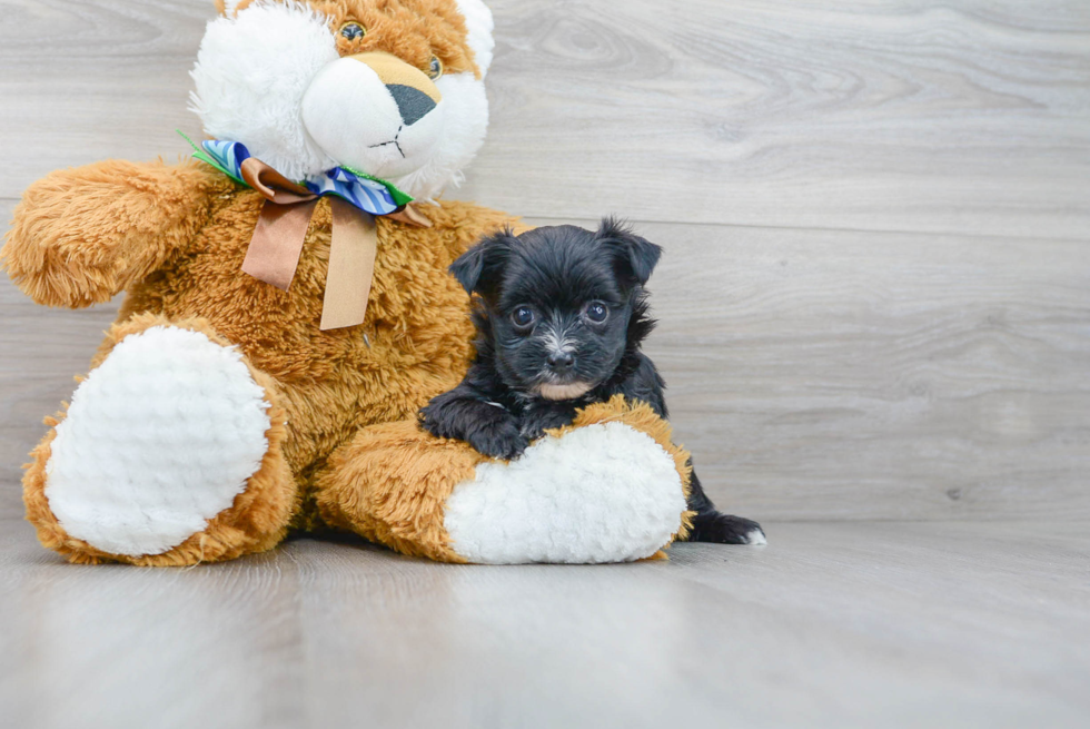 Happy Morkie Baby