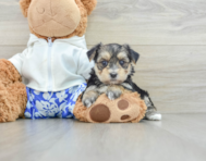 6 week old Morkie Puppy For Sale - Florida Fur Babies