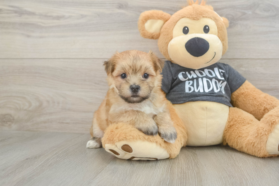 Morkie Pup Being Cute
