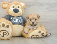 5 week old Morkie Puppy For Sale - Florida Fur Babies