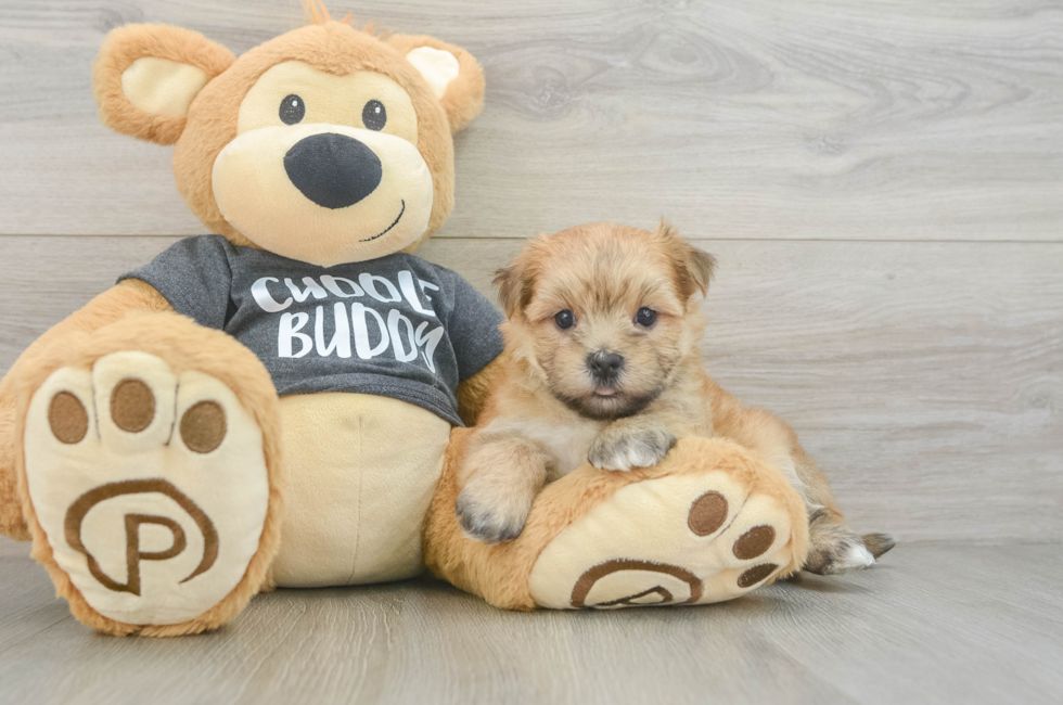 5 week old Morkie Puppy For Sale - Florida Fur Babies