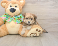 6 week old Morkie Puppy For Sale - Florida Fur Babies