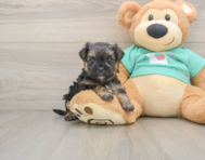 5 week old Morkie Puppy For Sale - Florida Fur Babies