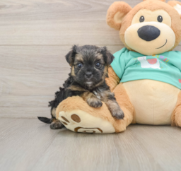7 week old Morkie Puppy For Sale - Florida Fur Babies