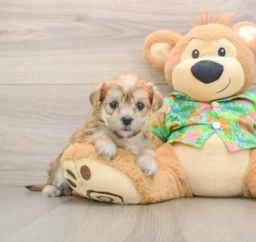 5 week old Morkie Puppy For Sale - Florida Fur Babies
