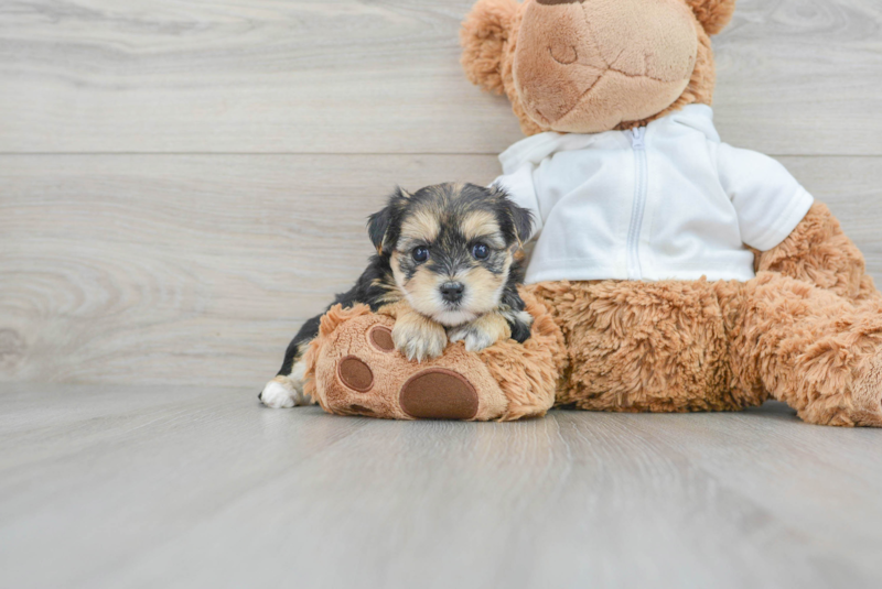 Meet Elsa - our Morkie Puppy Photo 1/4 - Florida Fur Babies