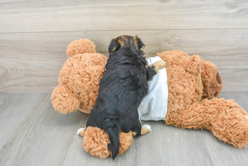 Meet Elsa - our Morkie Puppy Photo 2/4 - Florida Fur Babies