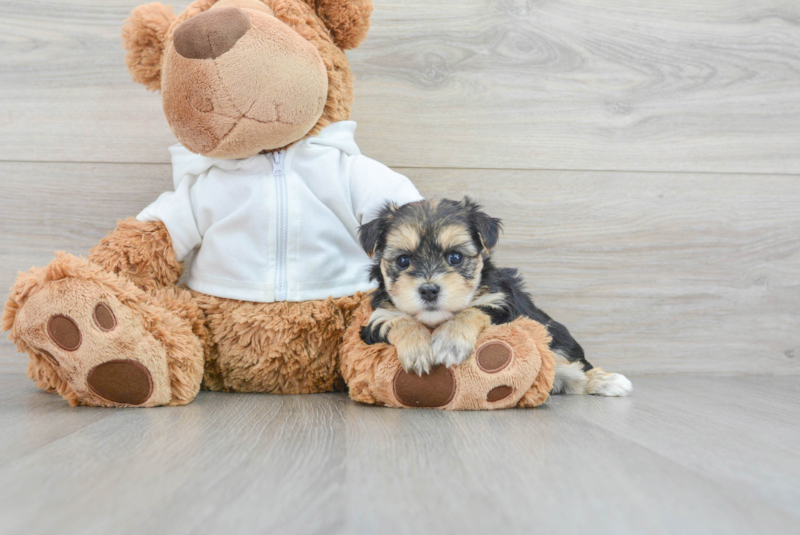 Meet Elsa - our Morkie Puppy Photo 3/4 - Florida Fur Babies