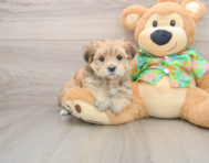 6 week old Morkie Puppy For Sale - Florida Fur Babies