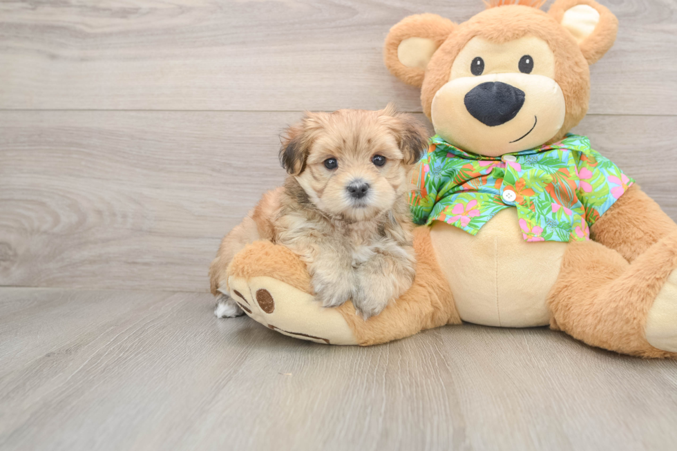 Popular Morkie Designer Pup