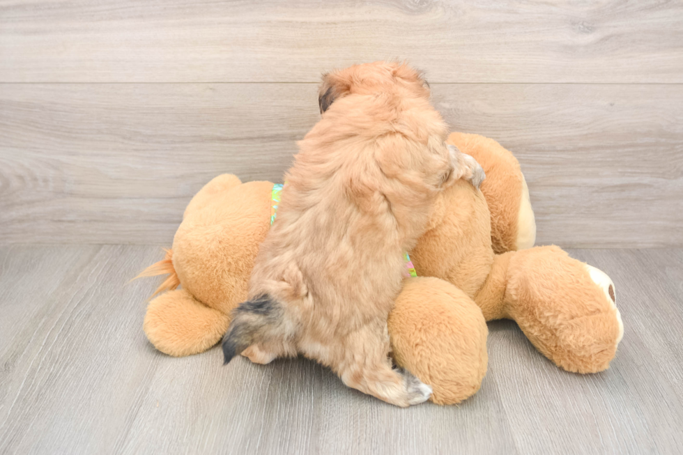 Morkie Pup Being Cute