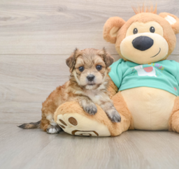 7 week old Morkie Puppy For Sale - Florida Fur Babies