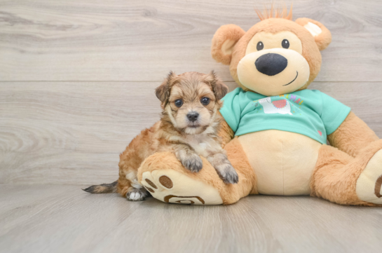 Morkie Pup Being Cute