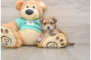 Morkie Pup Being Cute