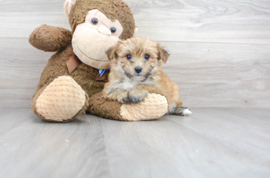 31 week old Morkie Puppy For Sale - Florida Fur Babies