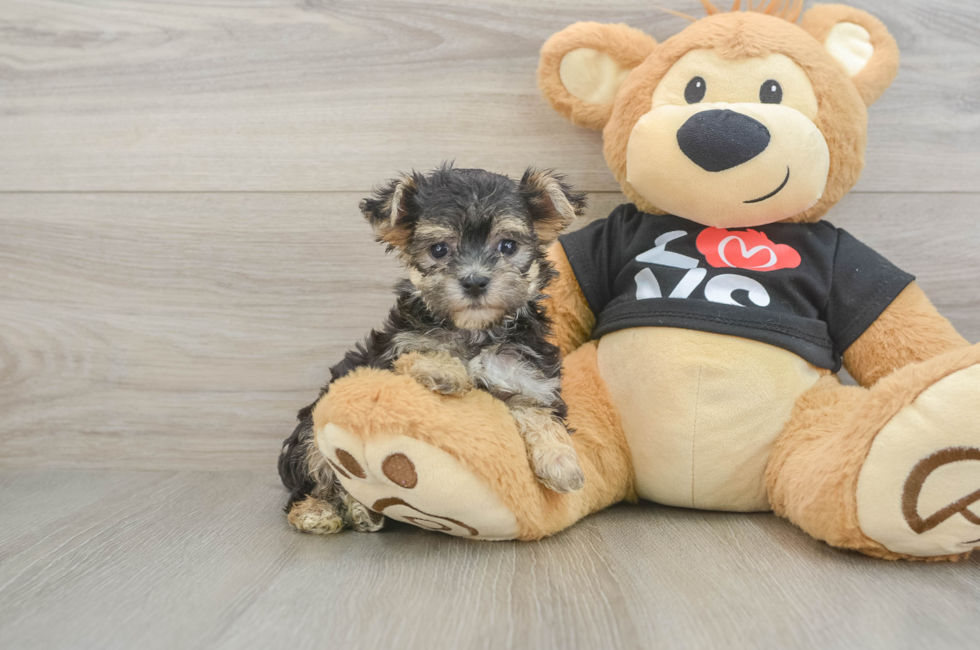 6 week old Morkie Puppy For Sale - Florida Fur Babies