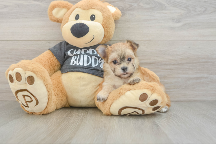 Best Morkie Baby