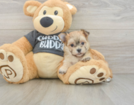5 week old Morkie Puppy For Sale - Florida Fur Babies