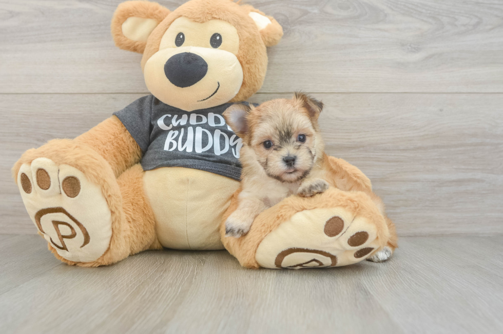 5 week old Morkie Puppy For Sale - Florida Fur Babies