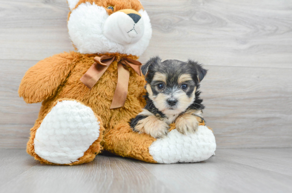 6 week old Morkie Puppy For Sale - Florida Fur Babies