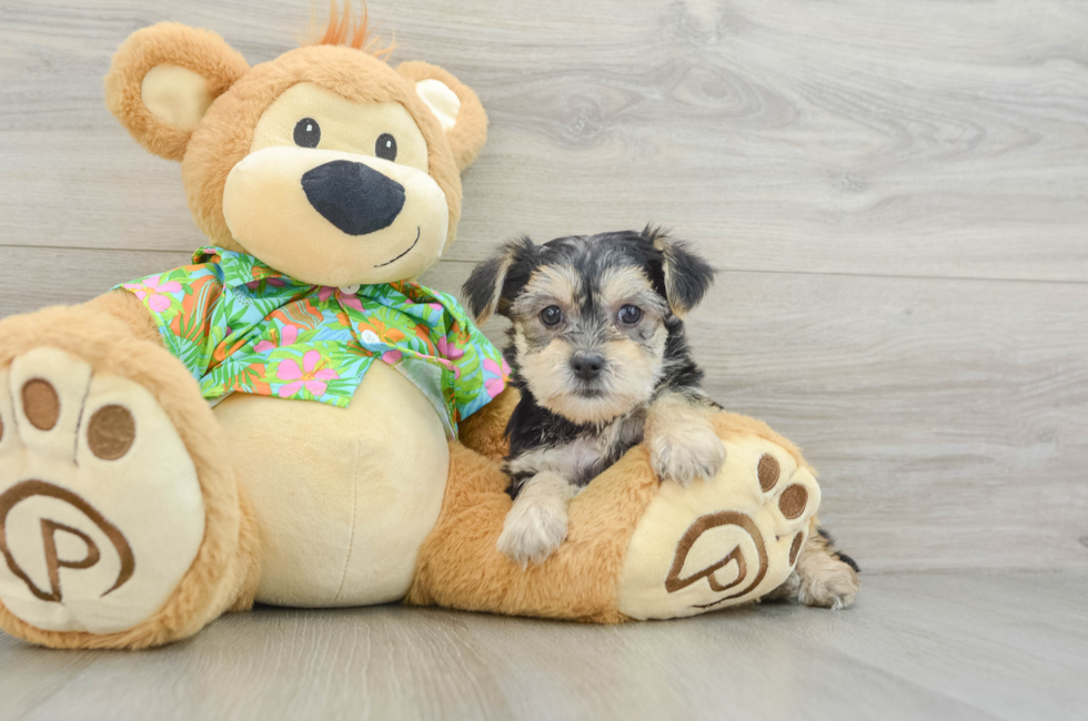 6 week old Morkie Puppy For Sale - Florida Fur Babies