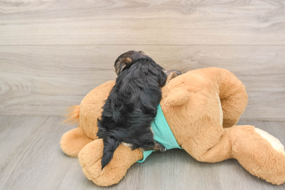Popular Morkie Designer Pup