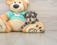 6 week old Morkie Puppy For Sale - Florida Fur Babies