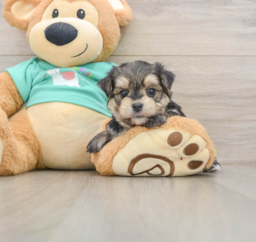 7 week old Morkie Puppy For Sale - Florida Fur Babies