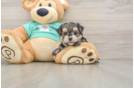 Little Malki Designer Puppy