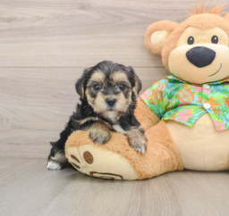 5 week old Morkie Puppy For Sale - Florida Fur Babies