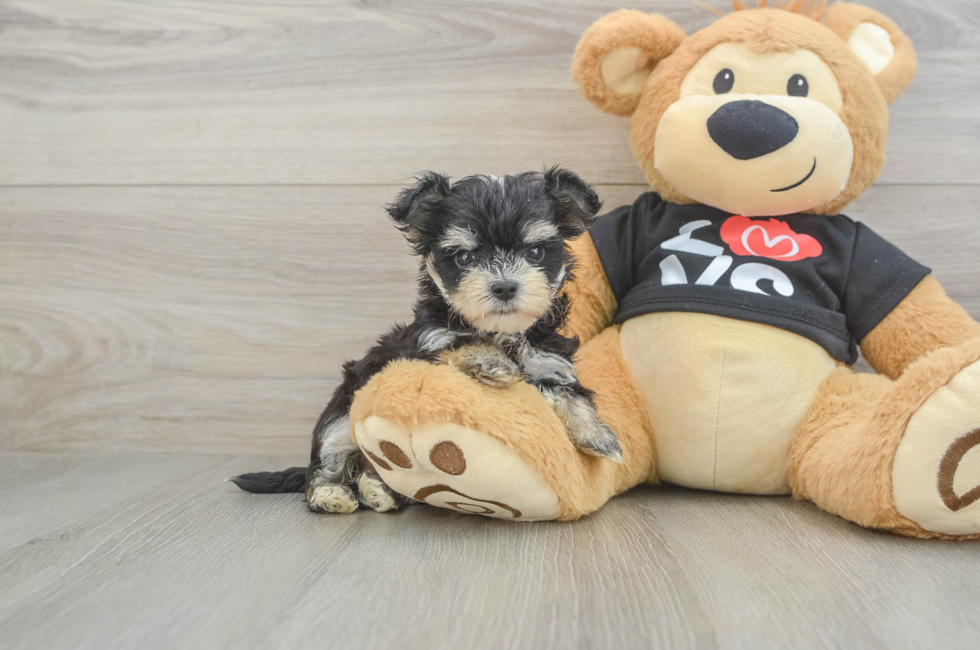 6 week old Morkie Puppy For Sale - Florida Fur Babies
