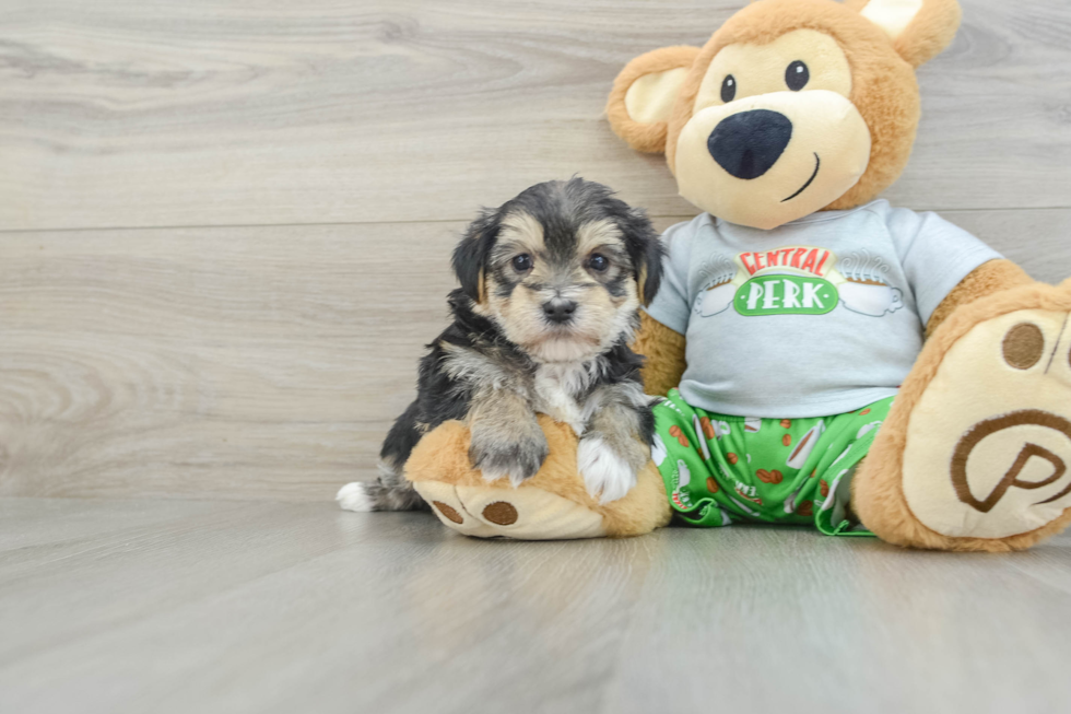 Morkie Puppy for Adoption