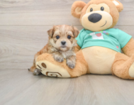 6 week old Morkie Puppy For Sale - Florida Fur Babies