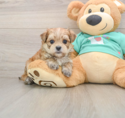 7 week old Morkie Puppy For Sale - Florida Fur Babies