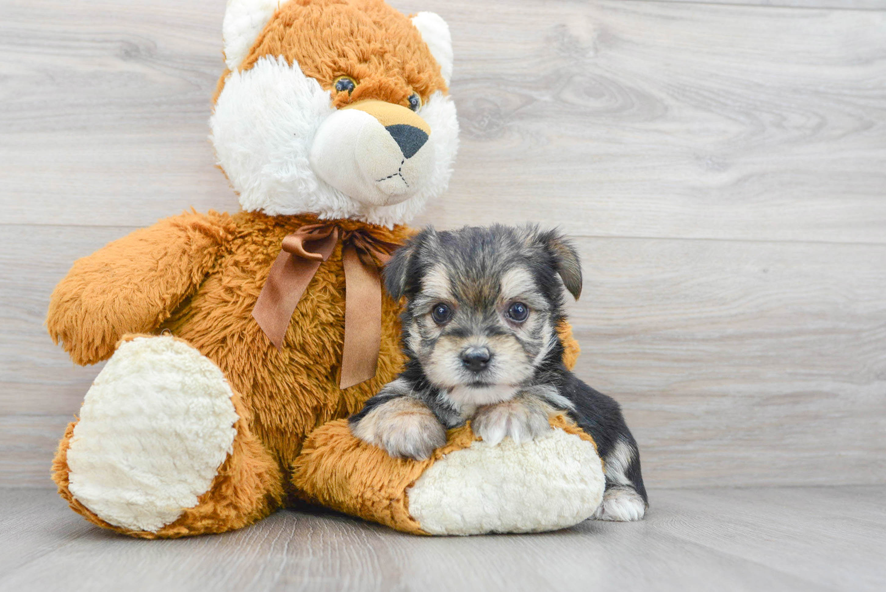Best Morkie Baby