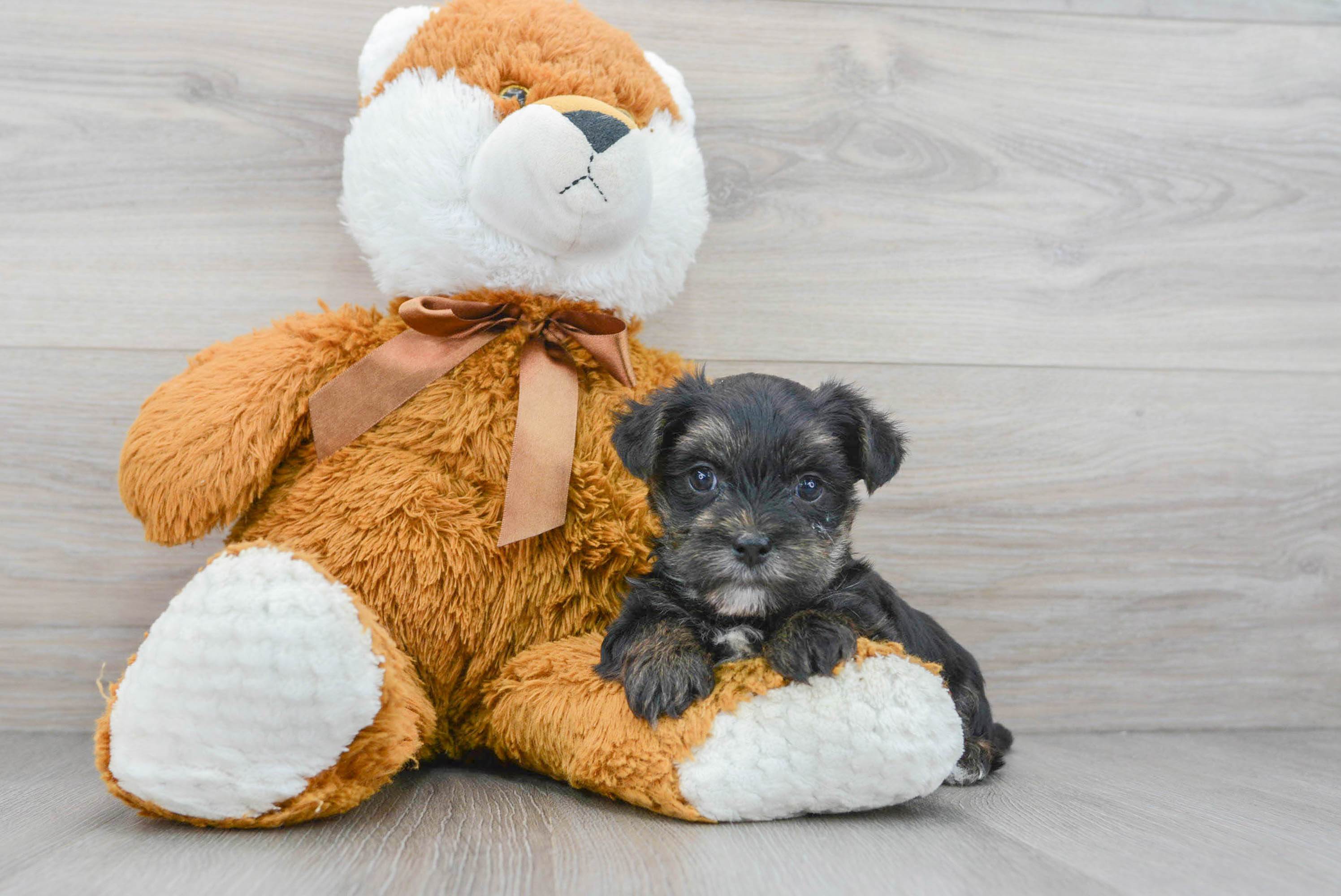 Morkie Puppy for Adoption