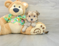 7 week old Morkie Puppy For Sale - Florida Fur Babies