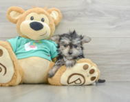 7 week old Morkie Puppy For Sale - Florida Fur Babies