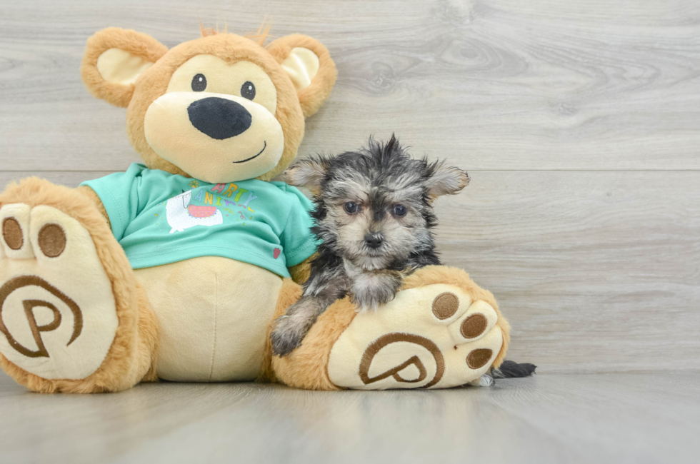 7 week old Morkie Puppy For Sale - Florida Fur Babies