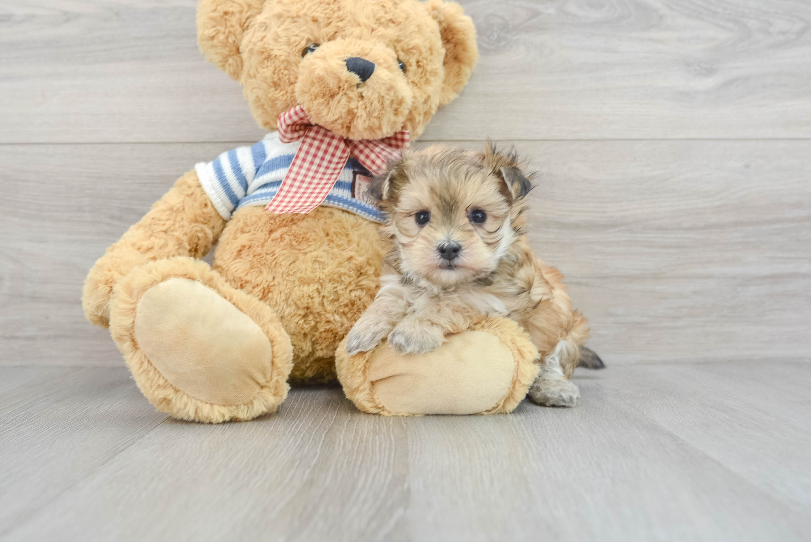 Teddy bear morkie store puppies for sale