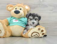 8 week old Morkie Puppy For Sale - Florida Fur Babies