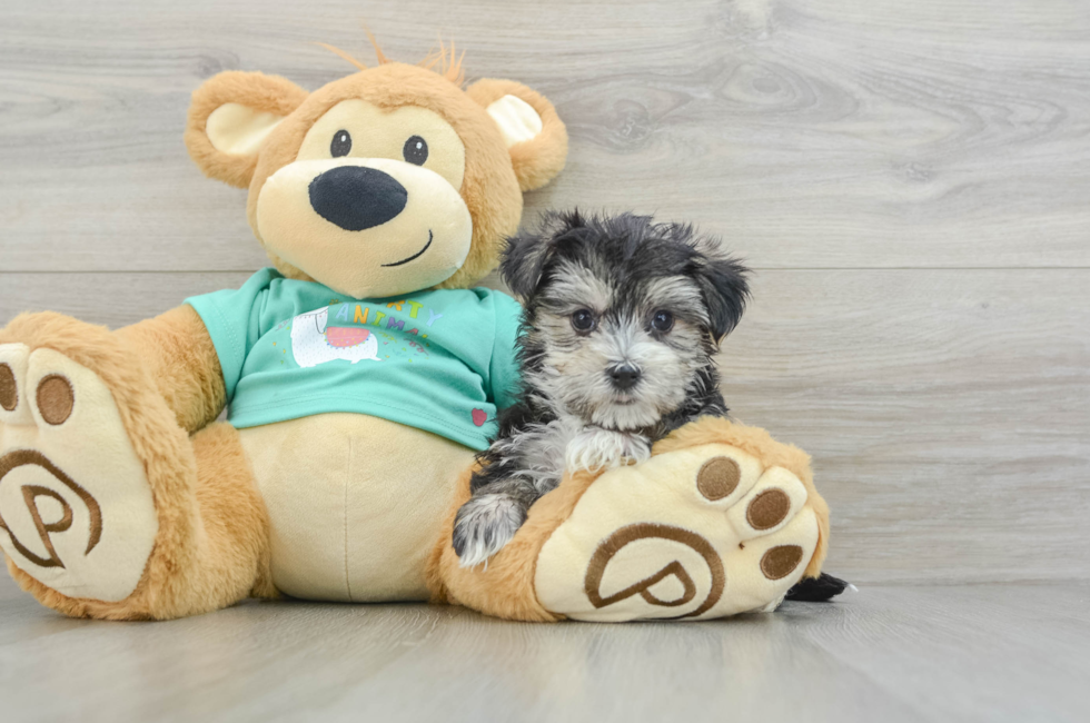 6 week old Morkie Puppy For Sale - Florida Fur Babies