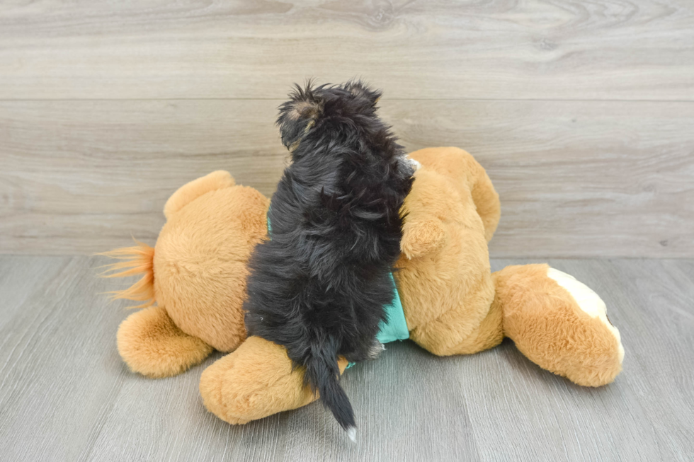 Morkie Pup Being Cute