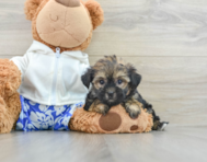 10 week old Morkie Puppy For Sale - Florida Fur Babies