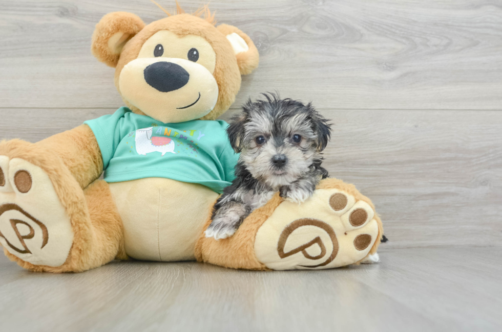 6 week old Morkie Puppy For Sale - Florida Fur Babies