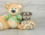 7 week old Morkie Puppy For Sale - Florida Fur Babies